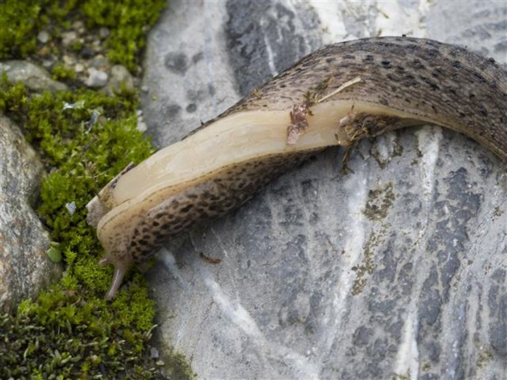 Limax maximus